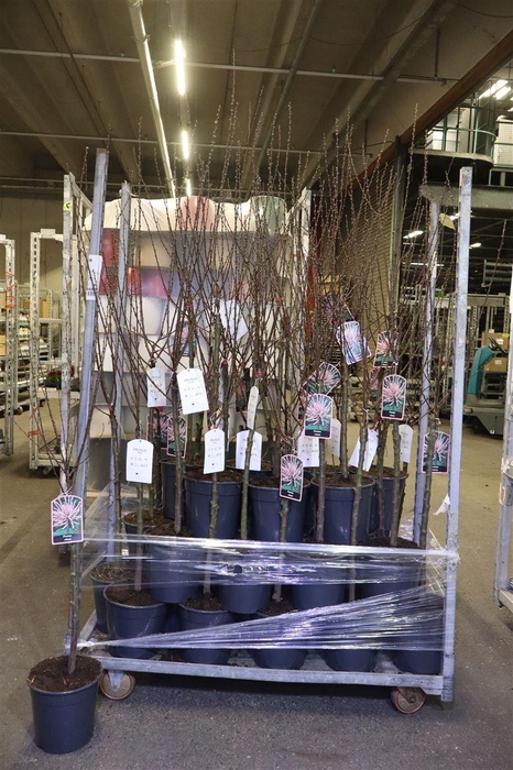 <h4>Prunus Triloba Vertakt Op Stam</h4>