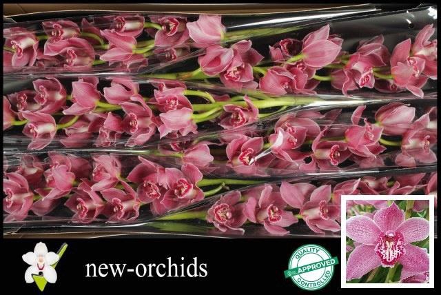 <h4>CYMB T RED ROCK</h4>