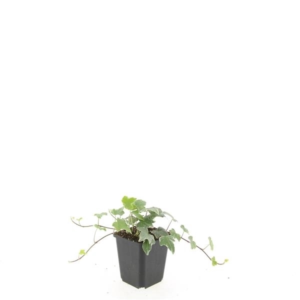<h4>Hedera hel. 'Glacier'</h4>