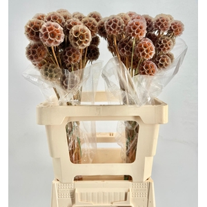 Scabiosa Stellata Orange
