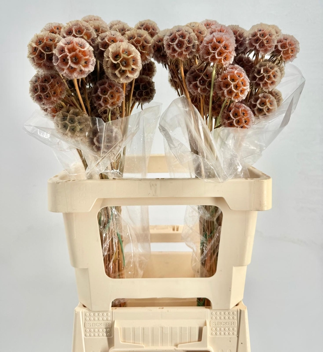 <h4>Scabiosa Stellata Orange</h4>