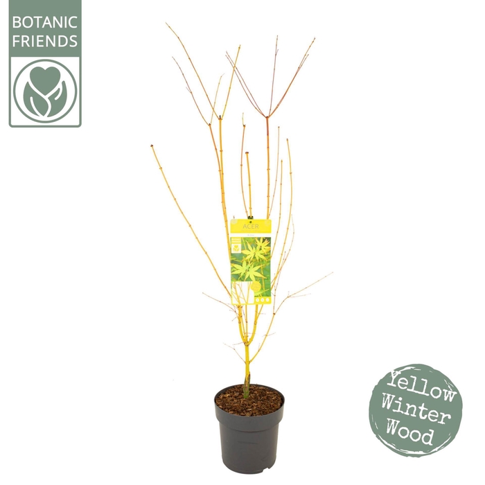 <h4>Acer palmatum</h4>