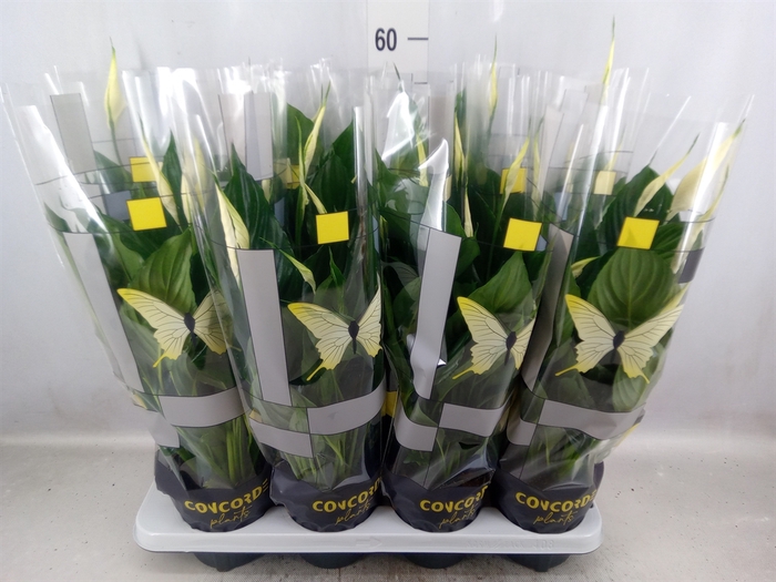 <h4>Spathiphyllum  'Sweet Ricardo'</h4>
