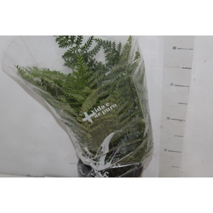 ASPLENIUM PARVATI P17