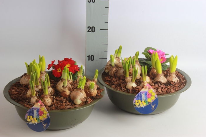 <h4>ARR TUINPLANTEN</h4>