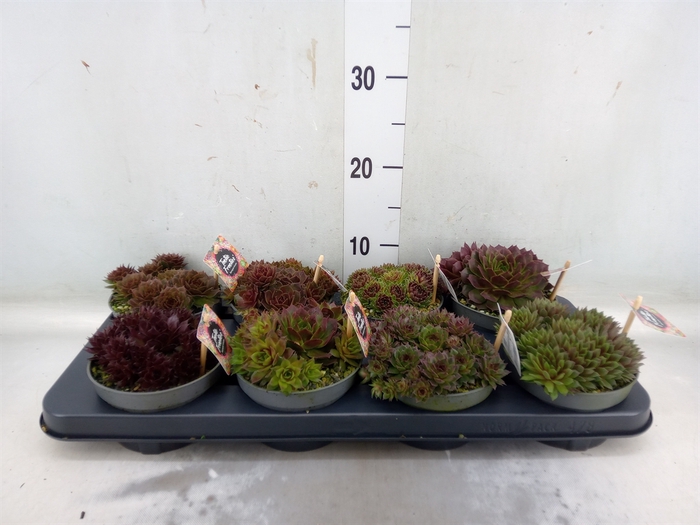 <h4>Sempervivum   ...</h4>