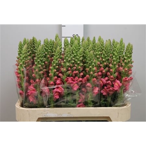 Antir Avignon Rose