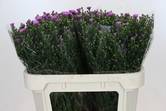 <h4>Aster Casarosa</h4>