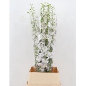 DELPH DU DEWI WHITE SMILE