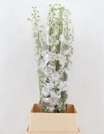 <h4>DELPH DU DEWI WHITE SMILE</h4>