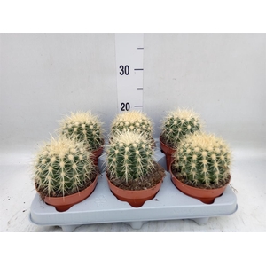 Echinocactus grusonii