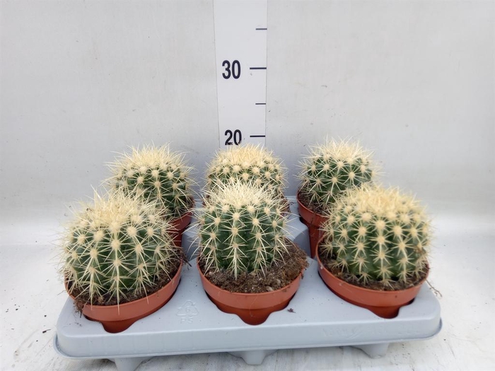 <h4>Echinocactus grusonii</h4>