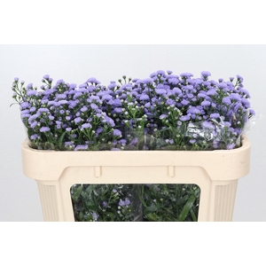 Aster Baby Blue