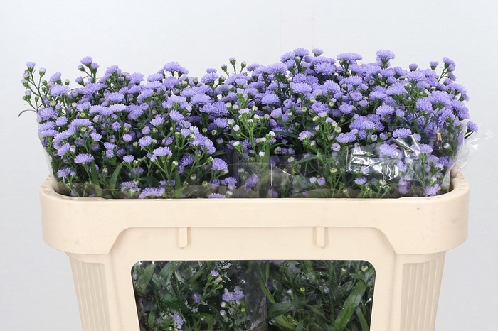 <h4>Aster Baby Blue</h4>