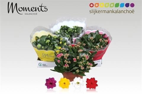 <h4>KAL GE GEM 4 KL</h4>