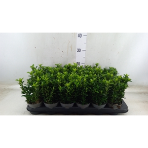Euonymus japon. 'Green Spire'
