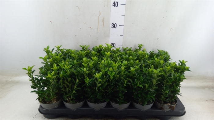 <h4>Euonymus japon. 'Green Spire'</h4>