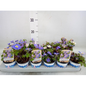 Anemone blanda 'Blue Shades'