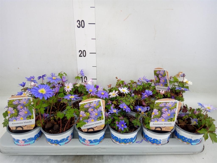 <h4>Anemone blanda 'Blue Shades'</h4>