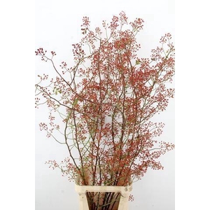 ROSA MAG PEARL 150CM