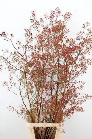 <h4>ROSA MAG PEARL 150CM</h4>
