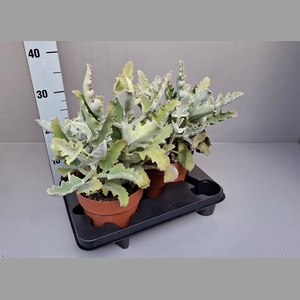 Kalanchoe NF beharensis