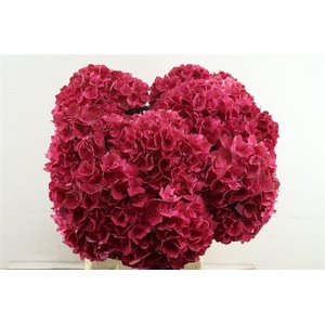 Hydr M Ruby Red 60-18