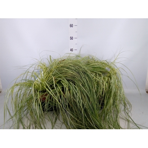 Carex hachijoensis 'Evergold'