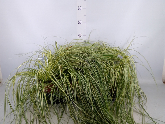 <h4>Carex hachijoensis 'Evergold'</h4>