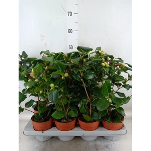 Camellia ...mix 3