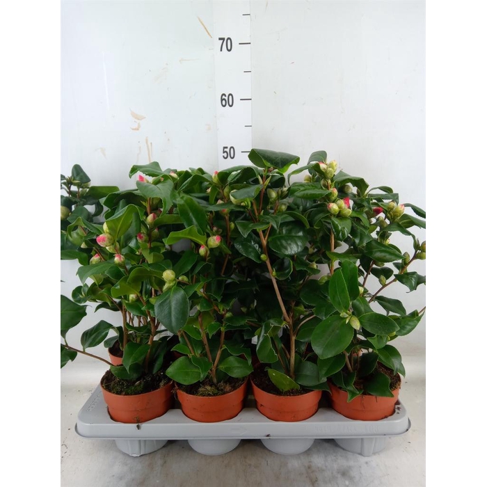 <h4>Camellia ...mix 3</h4>