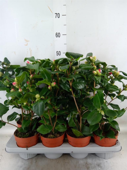 Camellia   ...mix 3