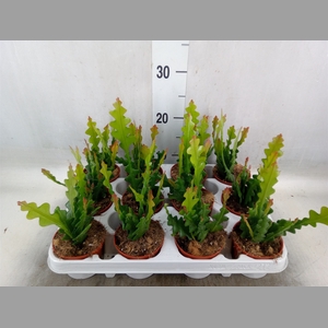 Epiphyllum anguliger