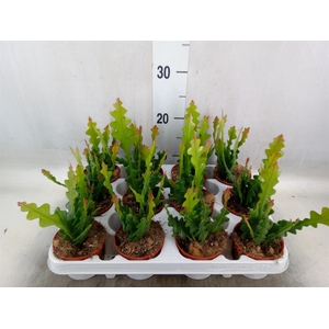 Epiphyllum anguliger