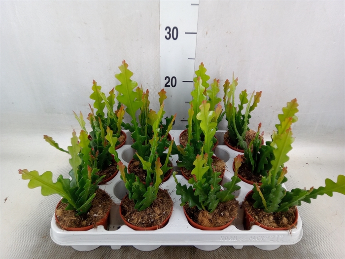 <h4>Epiphyllum anguliger</h4>