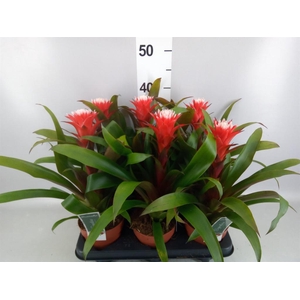 Guzmania  'Hope'