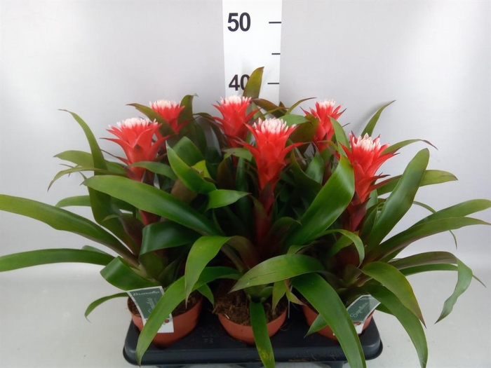 <h4>Guzmania  'Hope'</h4>