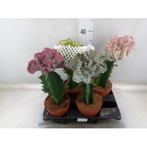 Euphorbia lactea 'Cristata'