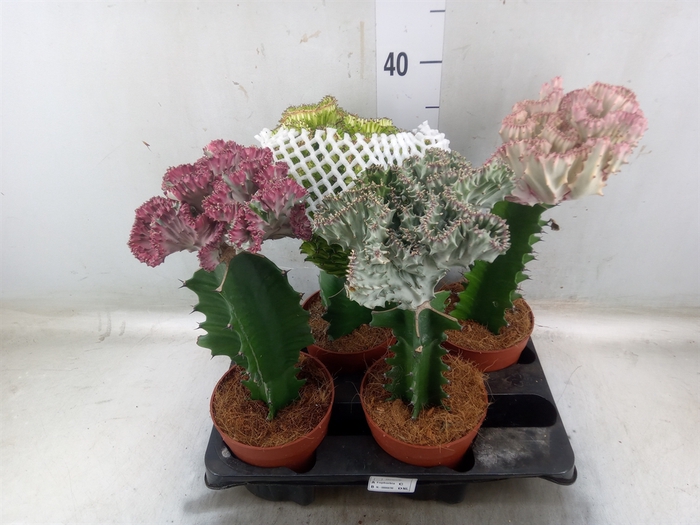 <h4>Euphorbia lactea 'Cristata'</h4>