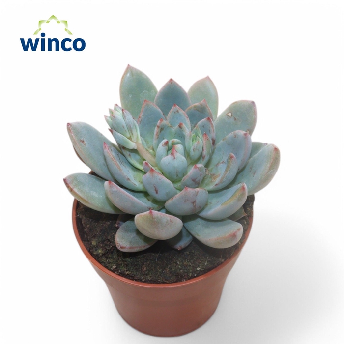 <h4>Echeveria Yummie</h4>