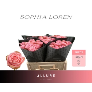 R Gr Sophia Loren Allure Berg