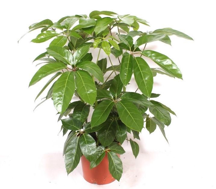 <h4>Schefflera actinophylla ' Amate’</h4>