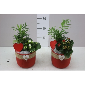 Arr Kamerplanten In Keramiek Rood