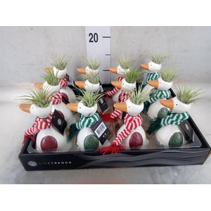 Arr. Kamerplant Groen L%