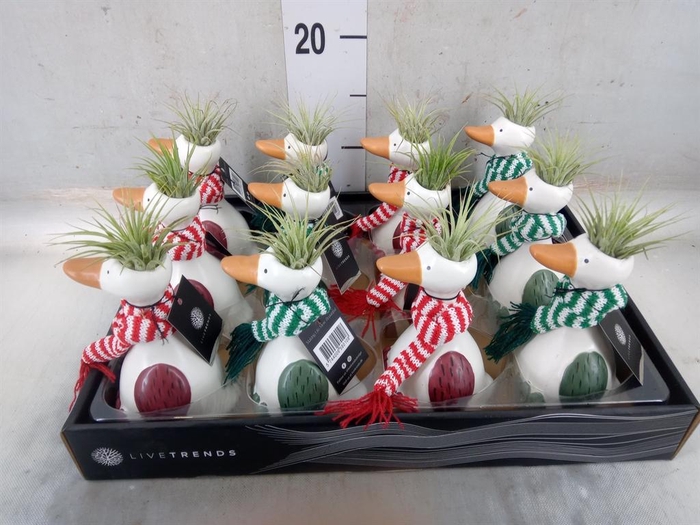 <h4>Arr.   Kamerplant Groen L%</h4>