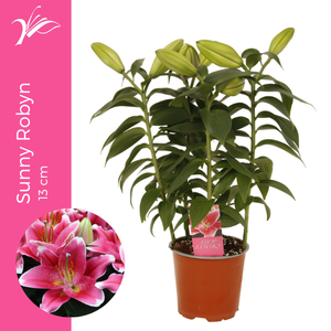 Lilium Sunny Robyn 13 cm (or. lelie)