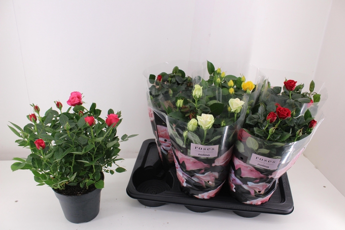 <h4>RO PALACE GEM 4 SRT</h4>