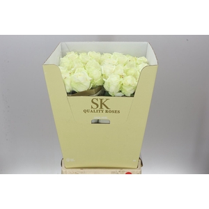 Rosa Gr Avalanche Sk White Gold