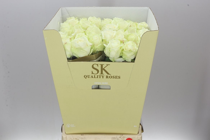 <h4>Rosa Gr Avalanche Sk White Gold</h4>