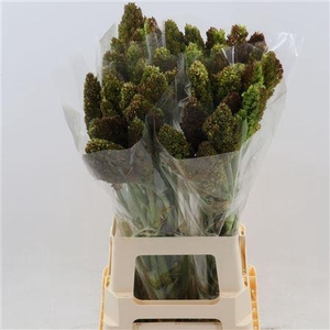 Sorghum Zebra Compact